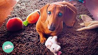 Blind Pup Uses Special Rugs To Help Him Know Where He Is | Cuddle Buddies