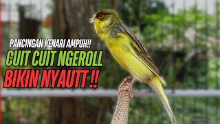 Download Lagu SUARA Kenari GACOR PANJANG Pancingan \u0026 masteran Kenari Paud AGAR gacor AMPUH Kenari MACET bunyii MP3 Download Lagu SUARA Kenari GACOR PANJANG Pancingan \u0026 masteran Kenari Paud AGAR gacor AMPUH Kenari MACET bunyii MP3