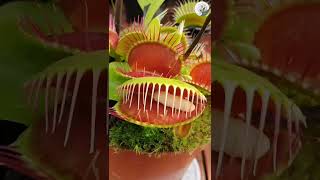 Venus Flytrap Devours Prey in Seconds! 🌿⚡ #shorts #plants #botany