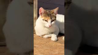 #gatos #gato #cat #viral #shortsviral #travel #update #shortvideos #shorts #love #trending #cute