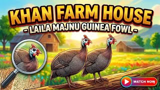 Download lagu βLovely Chinese Hens! | Laila Majnu Guinea Fowl πΎ#GuineaFowlPair #FarmLife #PetBird #viralvideo