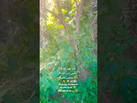 داير تقول انك خصمي باين عليك مجنون رسمي       بسه