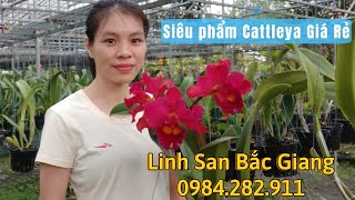 Siêu phẩm Cattleya Nhiều Màu, Giá Rẻ (3/6) | Linh San 0984.282.911