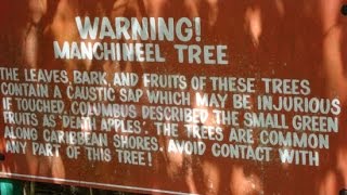 The Manchineel – World’s Most Dangerous Tree for Several Reasons