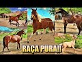 CAVALOS PUROS DE VAQUEJADA Á VENDA COM NOSSO AMIGO PAULO EM CARUARU PE!!