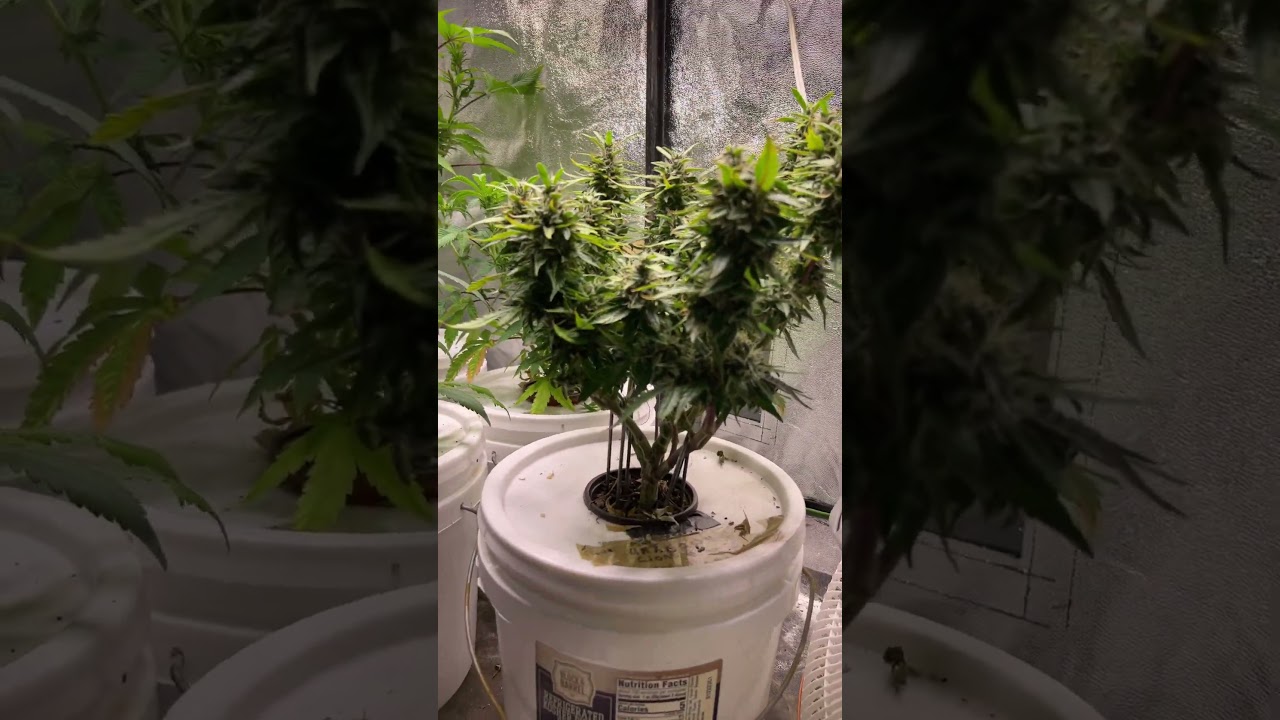 TPS ☝️ One Nutes are the best 