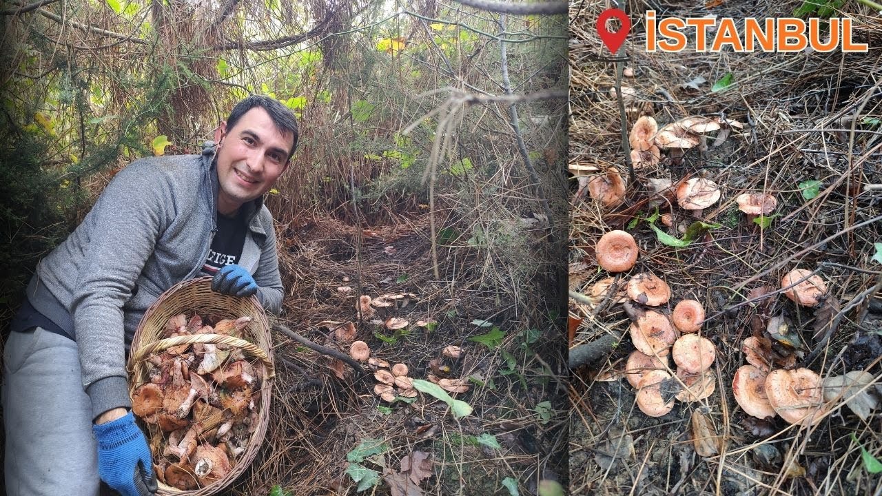 İSTANBUL'DA KANLICANIN YUVASINI BULDUK DİKENLERİN ARASI KANLICA MANTARI DOLU