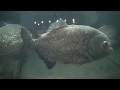 市立室蘭水族館    2014Aug12th の動画、YouTube動画。