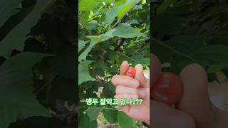 앵두 잘익고있나???