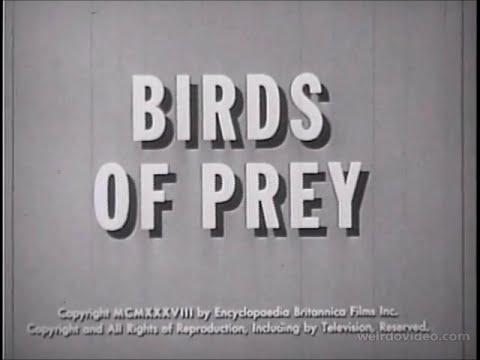 Birds of Prey - 1938