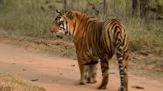 Satpura has very good wildlife sightings, very good tiger sightings, Royal Bengal Tiger.