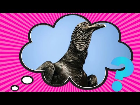 ビリヤードキューVULTURE ビリヤードキューVULTURE Z Line Vulture | Discraft Inc.