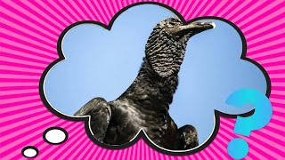 What's the Difference Between Buzzards and Vultures?