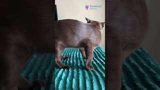 Meet Ray: The Affectionate, Loyal, Gentle Sable Burmese Kitten with Soft Yellow Eyes 🐾✨ #Burmese screenshot 1
