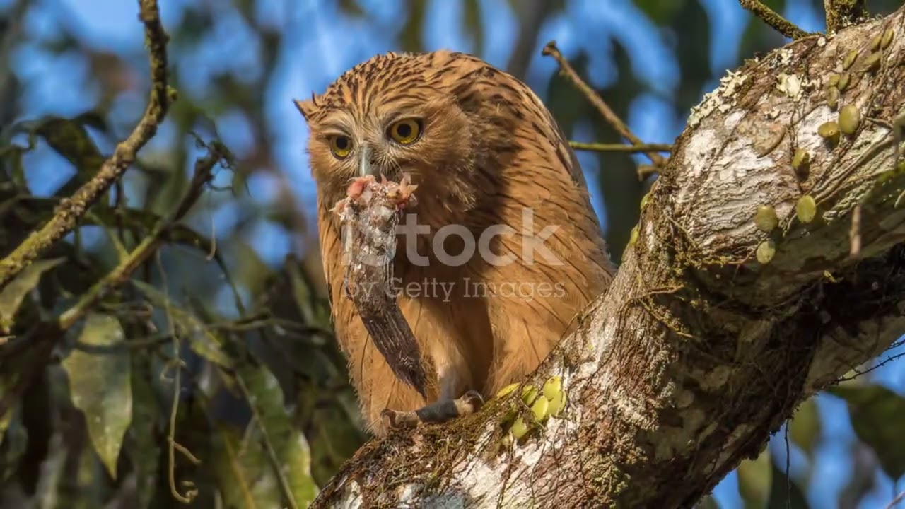 Exploring Madagascar's Freshwater Ecosystems: Rivers and Lakes 