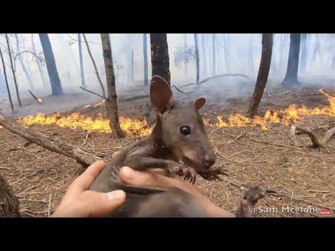 I SAVED A BABY KANGAROOS LIFE  IN AUSTRALIA BUSHFIRES