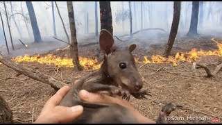 I Saved A Baby Kangaroos Life In Australia Bushfires
