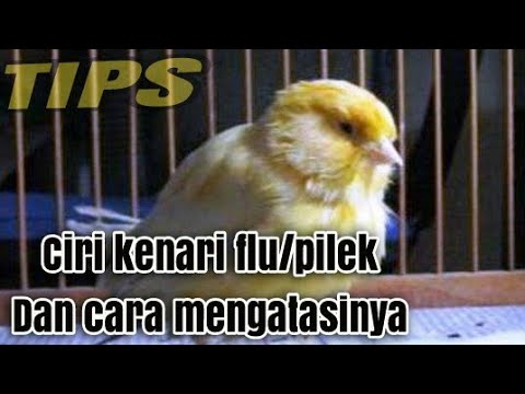 Ciri ciri kenari terkena flu / pilek & cara mengatasinya