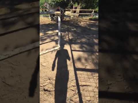Deadly. Stallion kicked in head by another horse dies - YouTube
