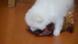 Белые малыши шпицы.(, 2016-03-16T13:04:34.000Z)