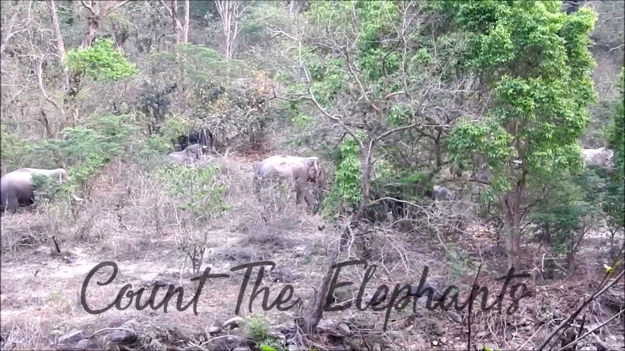 Asian Elephants Of Corbett | 5 Tuskers | Jim Corbett | Largest Land Animals | Endangered