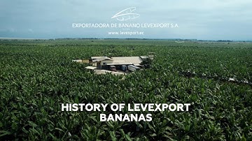 The story of our bananas: the beginning of the journey from Ecuador #distributor #bananas  #banana
