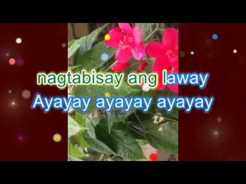 ROSAS PANDAN by shake with lyrics