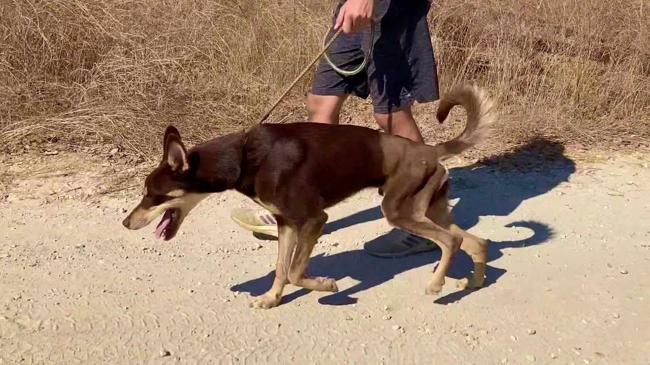 doberman and little paws rescue