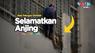 Aksi Berani Petugas Damkar Evakuasi Anjing di Kelapa Gading