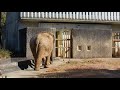 浜松市動物園　2018年1月　浜子　1 の動画、YouTube動画。