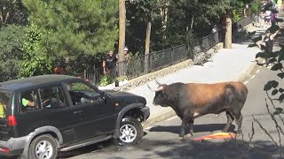 Banteng Hancurkan 4x4 || ViralHog