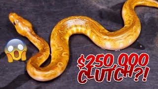 Finally We Hit The Sunset Clown! Net Worth