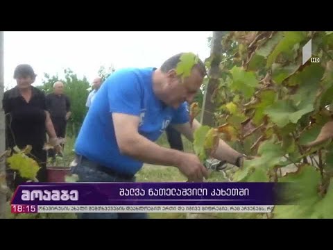 #არჩევნები2020 შალვა ნათელაშვილი კახეთში