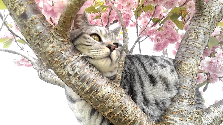 Video 2804861: silver tabby british, silver spotted tabby, british hair, cat