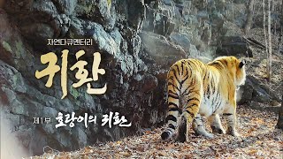 🐅 Return | Hill of the tiger and the animals | 2023 EBS Nature Documentary