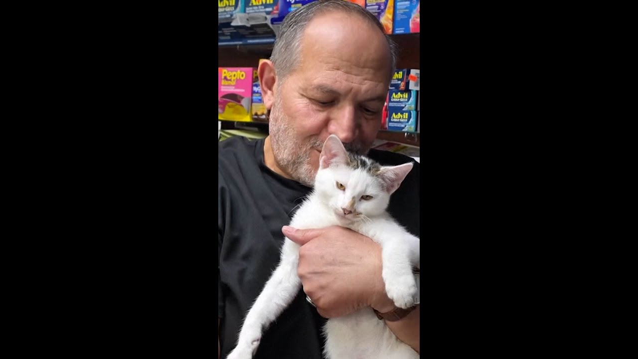 Stolen NYC bodega cat returned to its owner