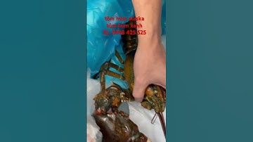 tôm sống không cần nước #seafood #lobster #food