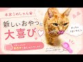 新しいおやつに大喜び❣️【本家】うめしゃん😻