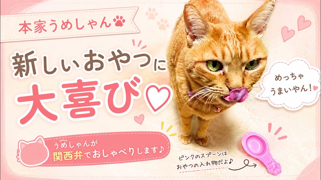 新しいおやつに大喜び❣️【本家】うめしゃん😻