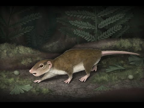 Multituberculates: &rsquo;Rodents&rsquo; of the Mesozoic