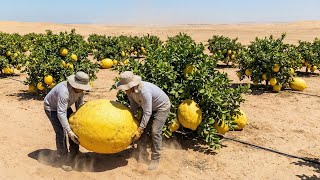 Unbelievable! They Can Grow Lemons in the Sahara Desert – The Results Have Surprised the Whole World