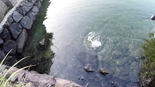 浅瀬で狂った小魚に飛びつく大魚が釣れた！！！