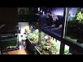 水槽部屋ライブ!彼女の弁当を食う!アクア雑談他