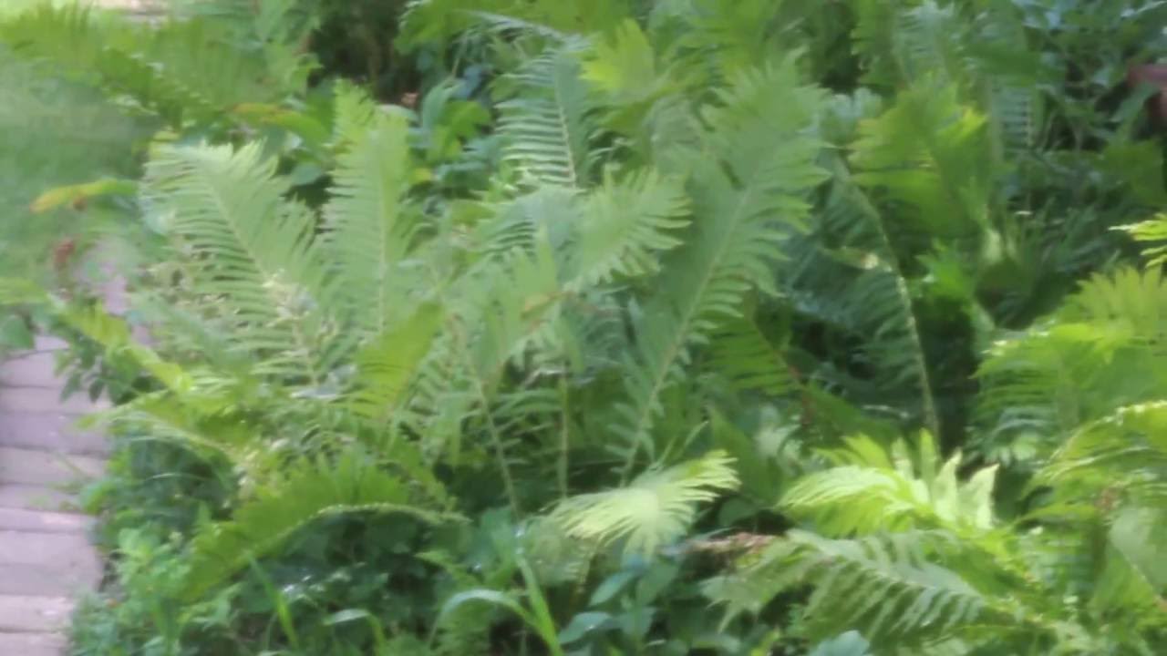 Is this a Grackle or a Starling ?