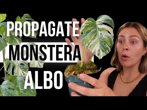 Video: Monstera breeding methods and care