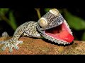 Top 5 reptiles con super poderes reales CUARTO DE REPRILES