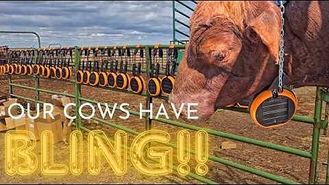 E-Shepherd Virtual Fencing Collars for Cattle