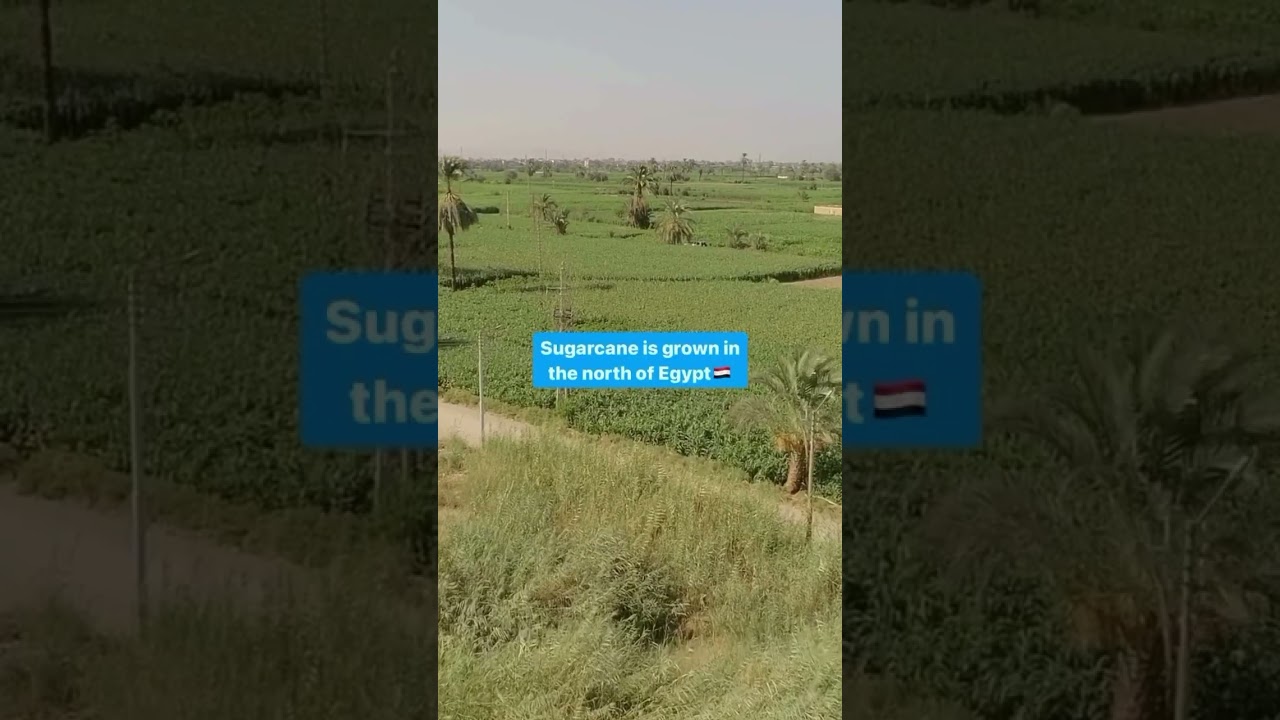 🌿🥤 Sugarcane juice, a beloved classic in #Egypt, is a tasty and nutritious drink full of vitamins 🌱💪