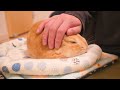 1日かまってあげなかっただけで甘えん坊が炸裂しました【No.287】