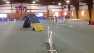 Pixie AKC Standard 3/3/18 clean
